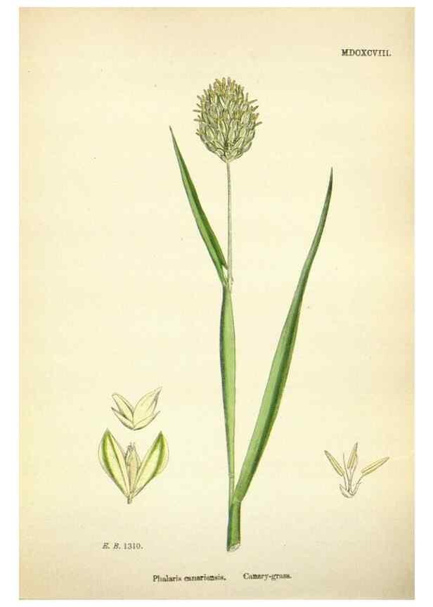 Reproducción/Reproduction 48750584087: English botany, or, Coloured figures of British plants /. London :R. Hardwicke,1863-1886.. 