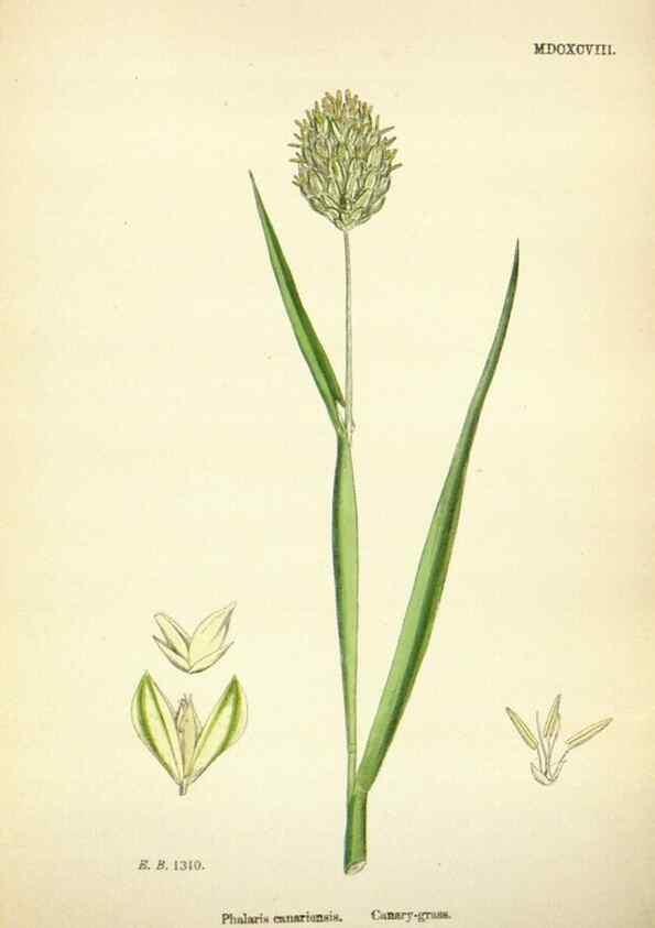 Reproducción/Reproduction 48750584087: English botany, or, Coloured figures of British plants /. London :R. Hardwicke,1863-1886.. 