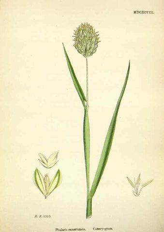 Reproducción/Reproduction 48750584087: English botany, or, Coloured figures of British plants /. London :R. Hardwicke,1863-1886.. 