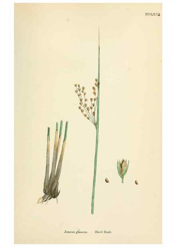Reproducción/Reproduction 48750151988: English botany, or, Coloured figures of British plants /. London :R. Hardwicke,1863-1886.. 