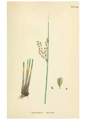 Reproducción/Reproduction 48750151988: English botany, or, Coloured figures of British plants /. London :R. Hardwicke,1863-1886.. 