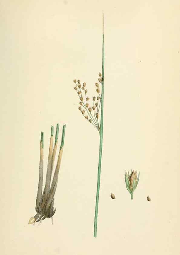 Reproducción/Reproduction 48750151988: English botany, or, Coloured figures of British plants /. London :R. Hardwicke,1863-1886.. 