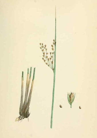 Reproducción/Reproduction 48750151988: English botany, or, Coloured figures of British plants /. London :R. Hardwicke,1863-1886.. 