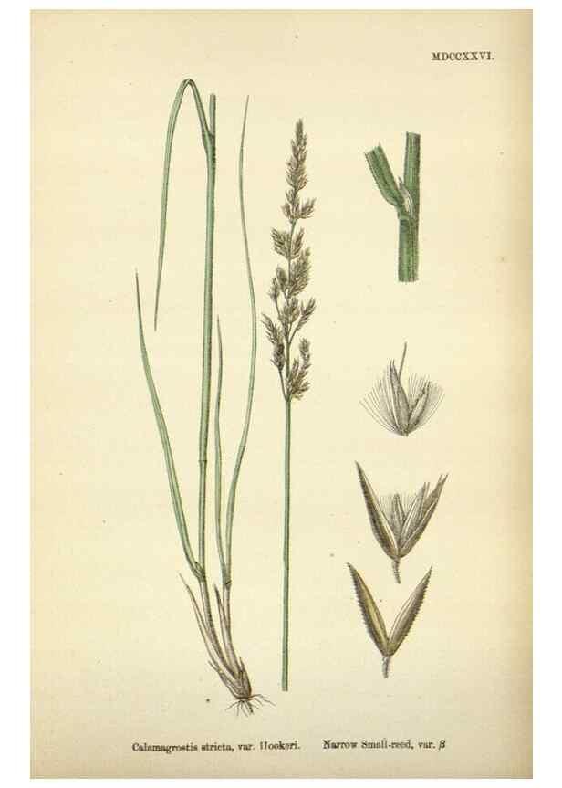 Reproducción/Reproduction 48750597587: English botany, or, Coloured figures of British plants /. London :R. Hardwicke,1863-1886.. 