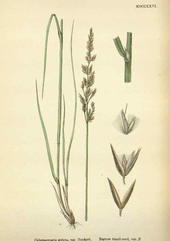 Reproducción/Reproduction 48750597587: English botany, or, Coloured figures of British plants /. London :R. Hardwicke,1863-1886.. 