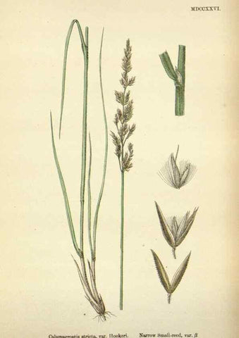 Reproducción/Reproduction 48750597587: English botany, or, Coloured figures of British plants /. London :R. Hardwicke,1863-1886.. 