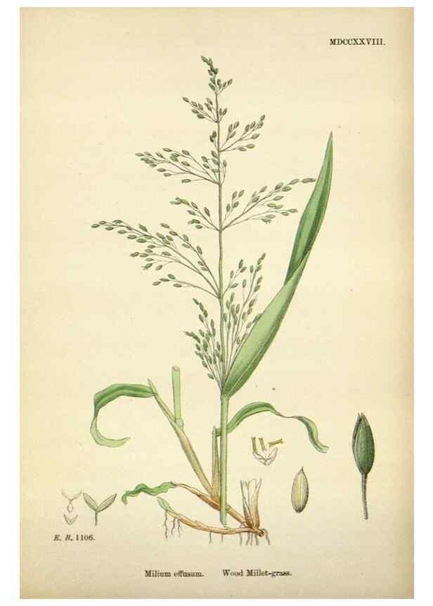 Reproducción/Reproduction 48750598182: English botany, or, Coloured figures of British plants /. London :R. Hardwicke,1863-1886.. 