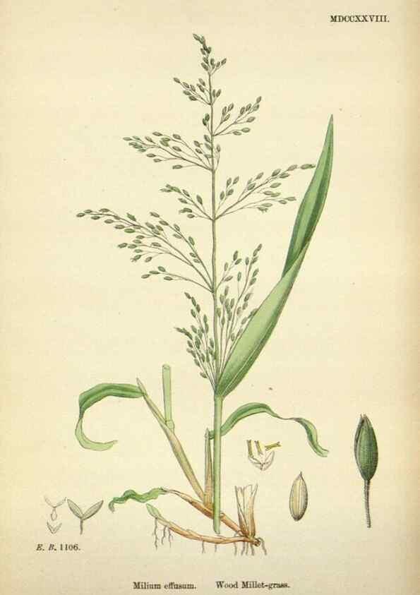 Reproducción/Reproduction 48750598182: English botany, or, Coloured figures of British plants /. London :R. Hardwicke,1863-1886.. 