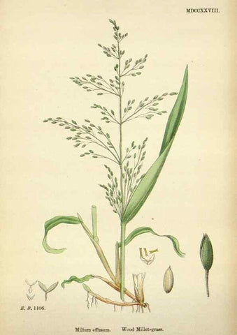 Reproducción/Reproduction 48750598182: English botany, or, Coloured figures of British plants /. London :R. Hardwicke,1863-1886.. 