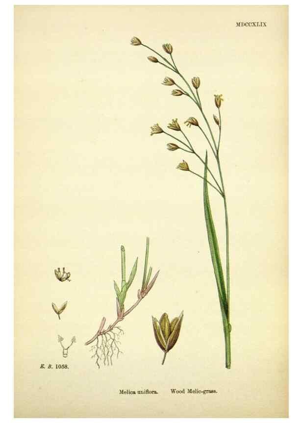 Reproducción/Reproduction 48750605592: English botany, or, Coloured figures of British plants /. London :R. Hardwicke,1863-1886.. 