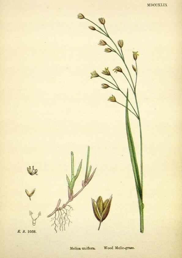 Reproducción/Reproduction 48750605592: English botany, or, Coloured figures of British plants /. London :R. Hardwicke,1863-1886.. 