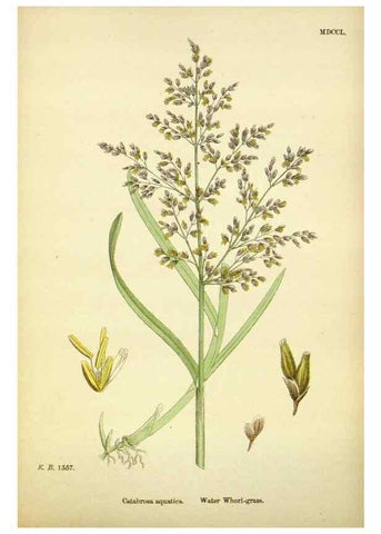 Reproducción/Reproduction 48750605862: English botany, or, Coloured figures of British plants /. London :R. Hardwicke,1863-1886.. 