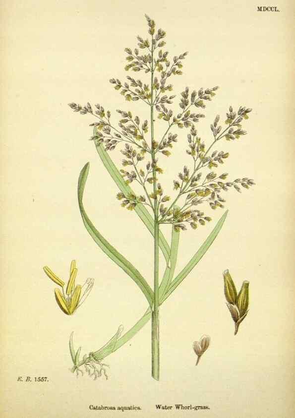 Reproducción/Reproduction 48750605862: English botany, or, Coloured figures of British plants /. London :R. Hardwicke,1863-1886.. 