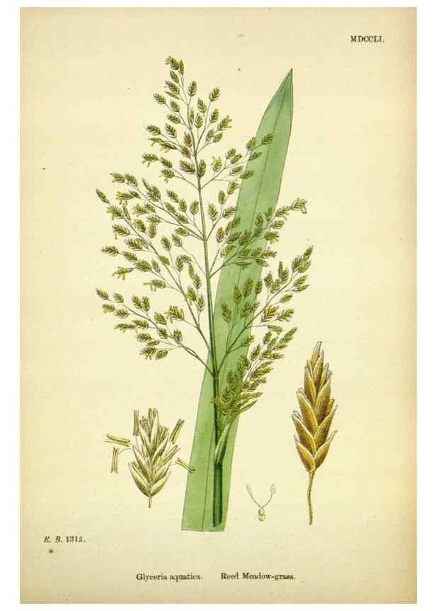 Reproducción/Reproduction 48750606112: English botany, or, Coloured figures of British plants /. London :R. Hardwicke,1863-1886.. 