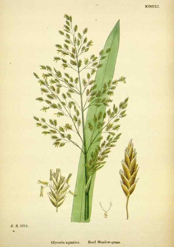 Reproducción/Reproduction 48750606112: English botany, or, Coloured figures of British plants /. London :R. Hardwicke,1863-1886.. 