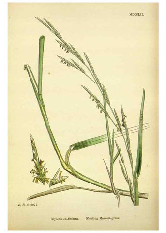 Reproducción/Reproduction 48750606497: English botany, or, Coloured figures of British plants /. London :R. Hardwicke,1863-1886.. 