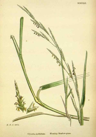 Reproducción/Reproduction 48750606497: English botany, or, Coloured figures of British plants /. London :R. Hardwicke,1863-1886.. 