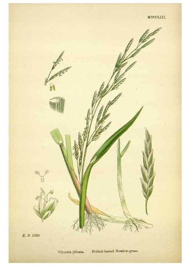 Reproducción/Reproduction 48750606812: English botany, or, Coloured figures of British plants /. London :R. Hardwicke,1863-1886.. 