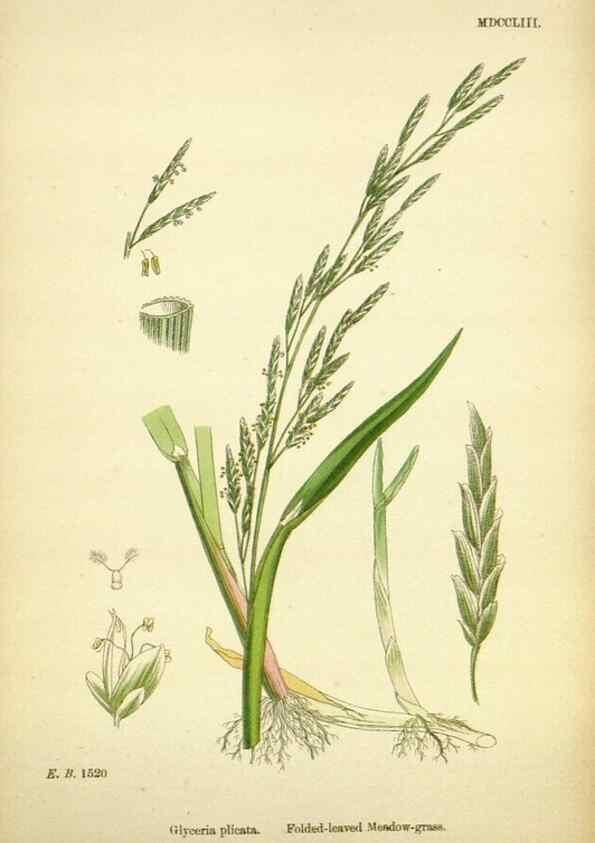 Reproducción/Reproduction 48750606812: English botany, or, Coloured figures of British plants /. London :R. Hardwicke,1863-1886.. 