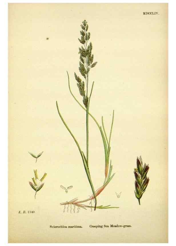 Reproducción/Reproduction 48750091308: English botany, or, Coloured figures of British plants /. London :R. Hardwicke,1863-1886.. 