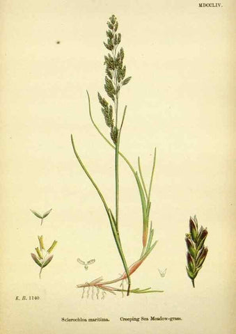 Reproducción/Reproduction 48750091308: English botany, or, Coloured figures of British plants /. London :R. Hardwicke,1863-1886.. 