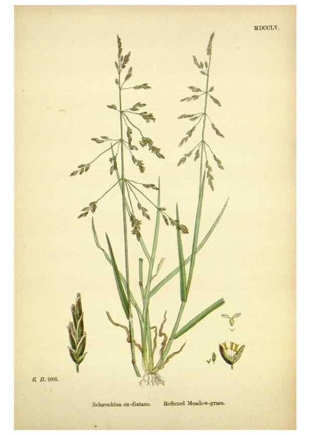 Reproducción/Reproduction 48750607362: English botany, or, Coloured figures of British plants /. London :R. Hardwicke,1863-1886.. 