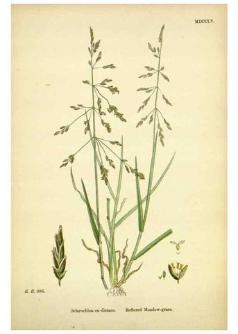 Reproducción/Reproduction 48750607362: English botany, or, Coloured figures of British plants /. London :R. Hardwicke,1863-1886.. 