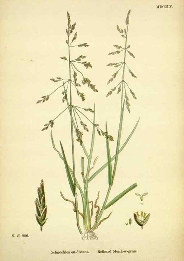 Reproducción/Reproduction 48750607362: English botany, or, Coloured figures of British plants /. London :R. Hardwicke,1863-1886.. 