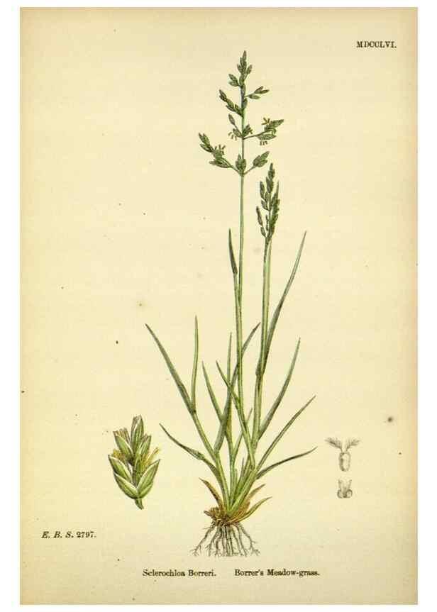 Reproducción/Reproduction 48750419821: English botany, or, Coloured figures of British plants /. London :R. Hardwicke,1863-1886.. 