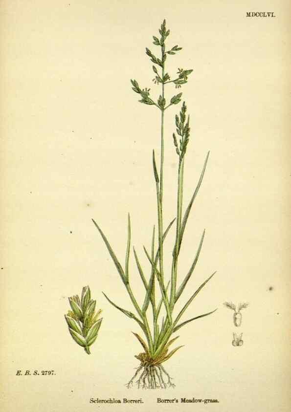 Reproducción/Reproduction 48750419821: English botany, or, Coloured figures of British plants /. London :R. Hardwicke,1863-1886.. 