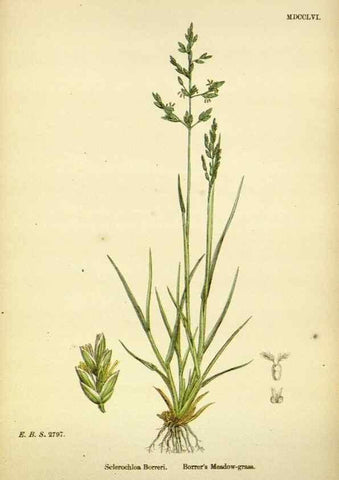 Reproducción/Reproduction 48750419821: English botany, or, Coloured figures of British plants /. London :R. Hardwicke,1863-1886.. 