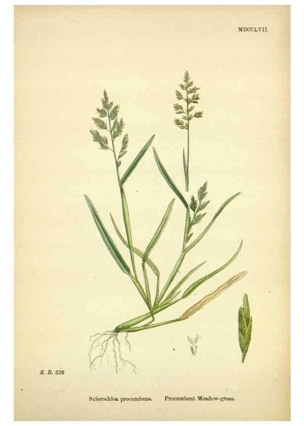 Reproducción/Reproduction 48750420136: English botany, or, Coloured figures of British plants /. London :R. Hardwicke,1863-1886.. 