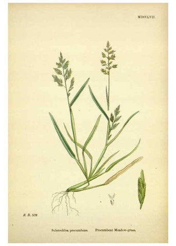 Reproducción/Reproduction 48750420136: English botany, or, Coloured figures of British plants /. London :R. Hardwicke,1863-1886.. 