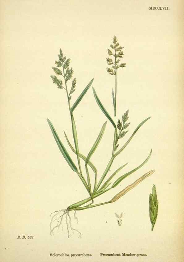 Reproducción/Reproduction 48750420136: English botany, or, Coloured figures of British plants /. London :R. Hardwicke,1863-1886.. 