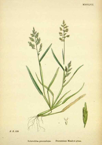 Reproducción/Reproduction 48750420136: English botany, or, Coloured figures of British plants /. London :R. Hardwicke,1863-1886.. 
