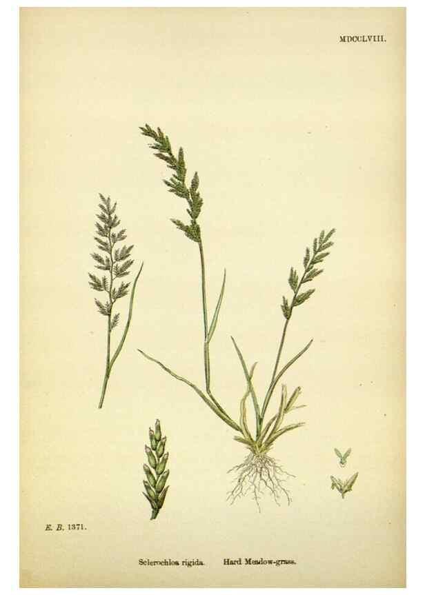 Reproducción/Reproduction 48750092683: English botany, or, Coloured figures of British plants /. London :R. Hardwicke,1863-1886.. 