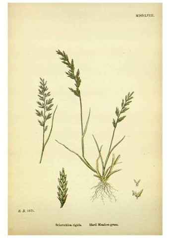 Reproducción/Reproduction 48750092683: English botany, or, Coloured figures of British plants /. London :R. Hardwicke,1863-1886.. 