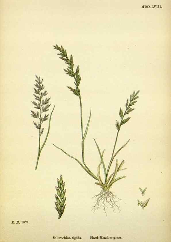 Reproducción/Reproduction 48750092683: English botany, or, Coloured figures of British plants /. London :R. Hardwicke,1863-1886.. 