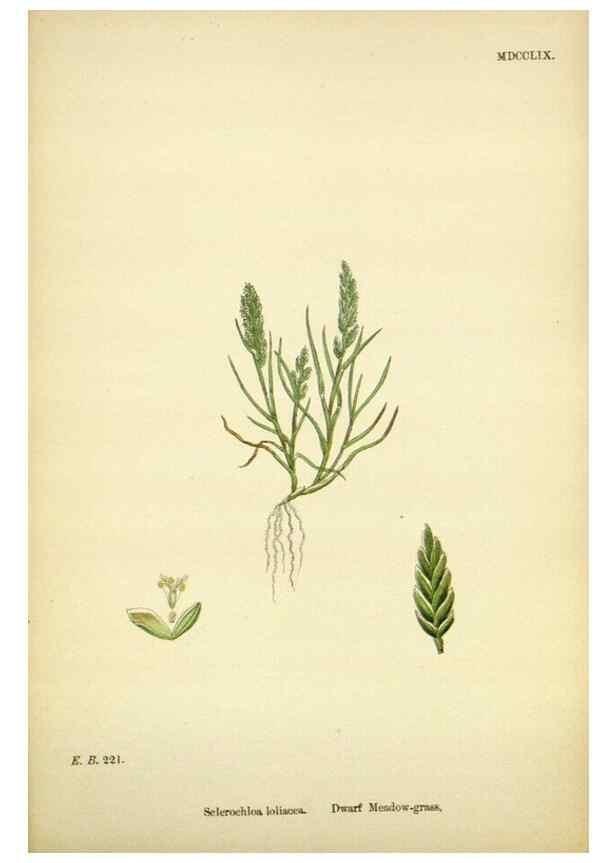 Reproducción/Reproduction 48750608777: English botany, or, Coloured figures of British plants /. London :R. Hardwicke,1863-1886.. 