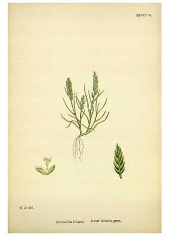 Reproducción/Reproduction 48750608777: English botany, or, Coloured figures of British plants /. London :R. Hardwicke,1863-1886.. 
