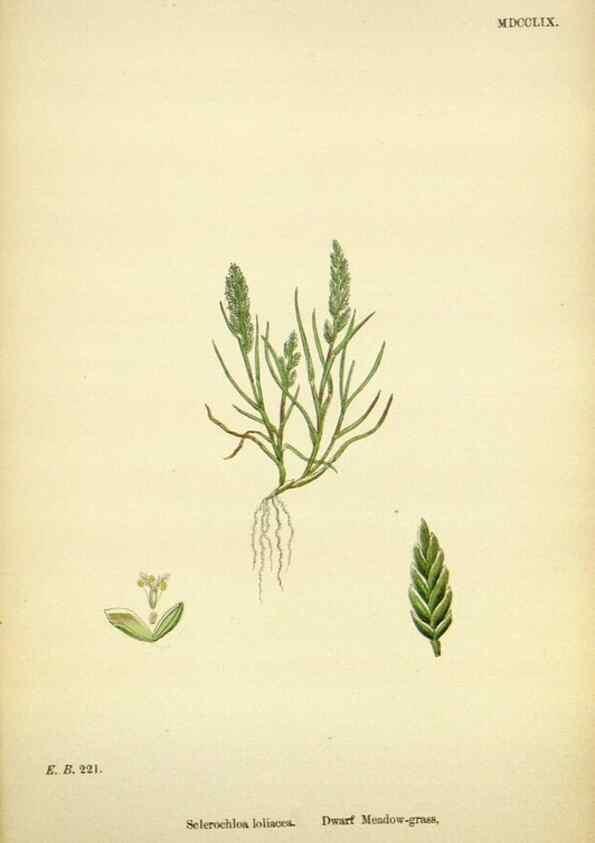 Reproducción/Reproduction 48750608777: English botany, or, Coloured figures of British plants /. London :R. Hardwicke,1863-1886.. 