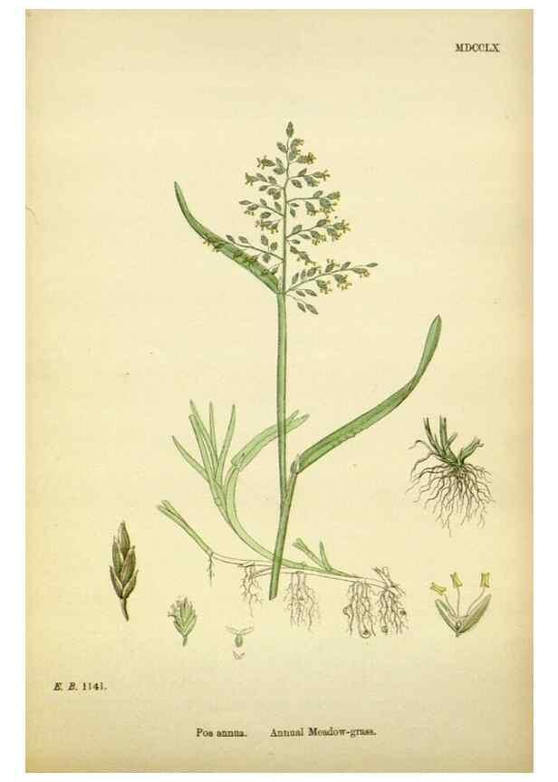 Reproducción/Reproduction 48750093268: English botany, or, Coloured figures of British plants /. London :R. Hardwicke,1863-1886.. 