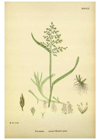 Reproducción/Reproduction 48750093268: English botany, or, Coloured figures of British plants /. London :R. Hardwicke,1863-1886.. 