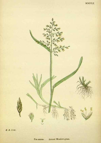 Reproducción/Reproduction 48750093268: English botany, or, Coloured figures of British plants /. London :R. Hardwicke,1863-1886.. 