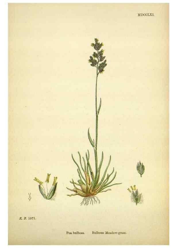 Reproducción/Reproduction 48750093498: English botany, or, Coloured figures of British plants /. London :R. Hardwicke,1863-1886.. 