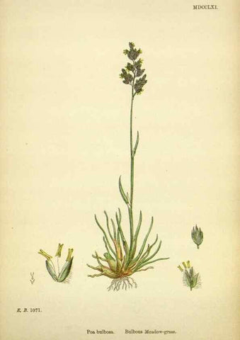 Reproducción/Reproduction 48750093498: English botany, or, Coloured figures of British plants /. London :R. Hardwicke,1863-1886.. 