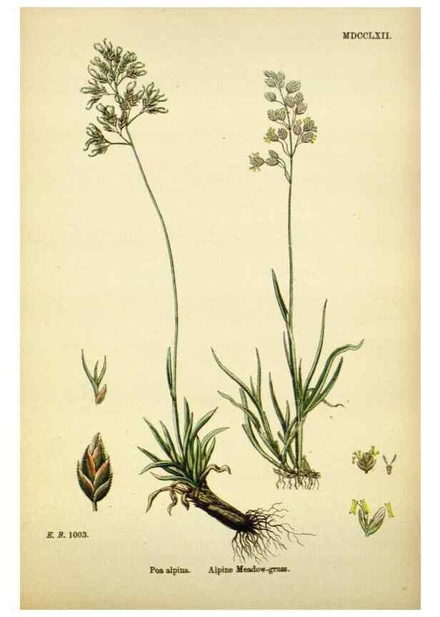 Reproducción/Reproduction 48750609637: English botany, or, Coloured figures of British plants /. London :R. Hardwicke,1863-1886.. 