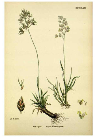 Reproducción/Reproduction 48750609637: English botany, or, Coloured figures of British plants /. London :R. Hardwicke,1863-1886.. 