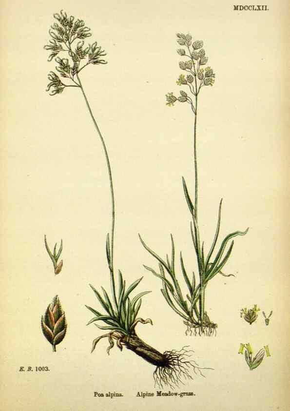 Reproducción/Reproduction 48750609637: English botany, or, Coloured figures of British plants /. London :R. Hardwicke,1863-1886.. 