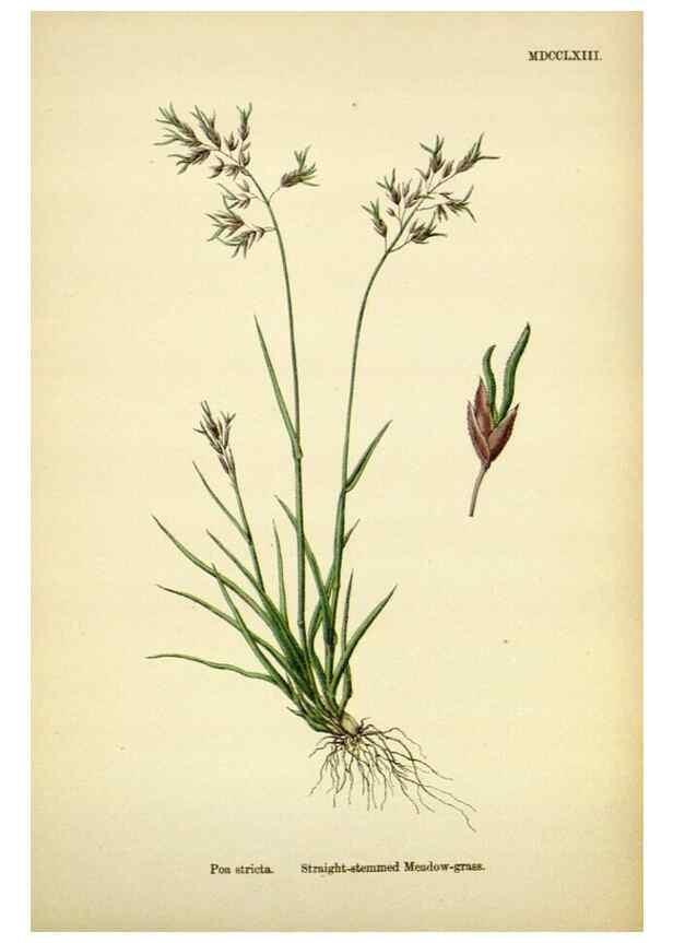 Reproducción/Reproduction 48750094133: English botany, or, Coloured figures of British plants /. London :R. Hardwicke,1863-1886.. 
